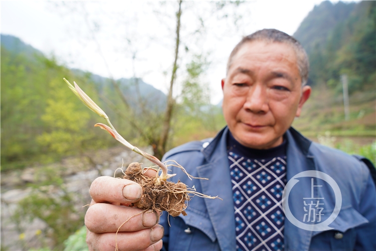 脫貧攻堅十八般武藝1丨中益鄉的“黃精時代”