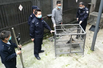 【OK】【渝中區公安分局供稿】居民家陽臺驚現“小怪獸” 重慶渝中警方捕獲後送動物園