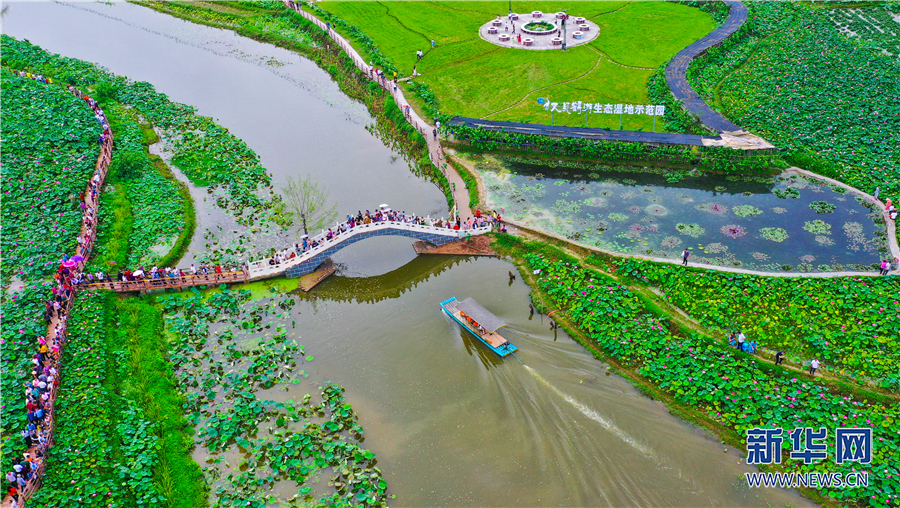 【城市遠洋帶圖】重慶墊江：蔥蘢夏日長 滿園荷花香