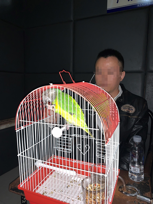 【OK】重慶九龍坡警方破獲一起非法收購、運輸、出售珍貴瀕危野生動物案件