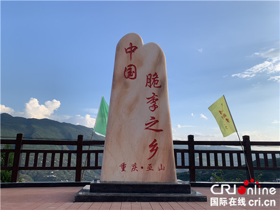急稿【CRI專稿 列表】【看長江之變】重慶巫山人脫貧有妙招 小小脆李變身“搖錢樹”