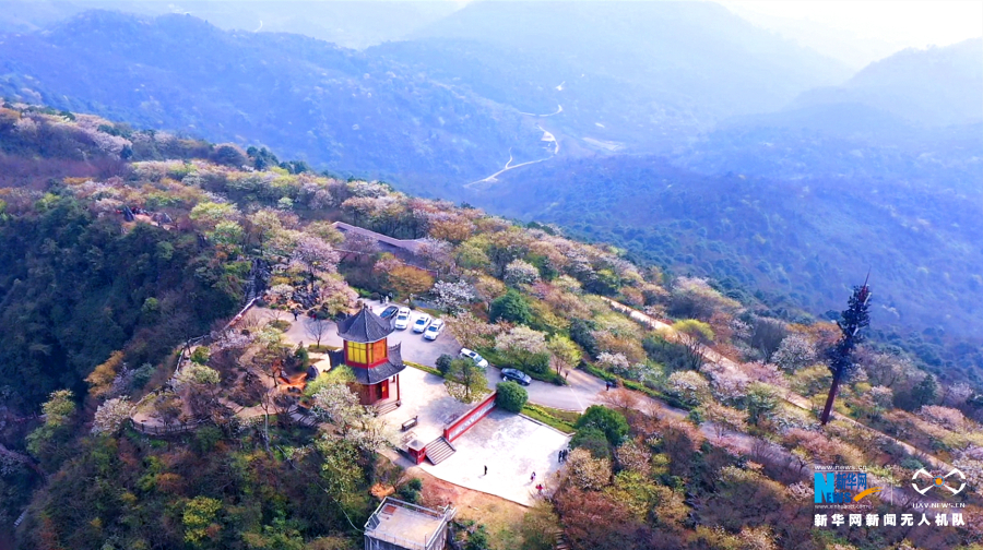 【城市遠洋】重慶渝北：櫻花盛開春意濃