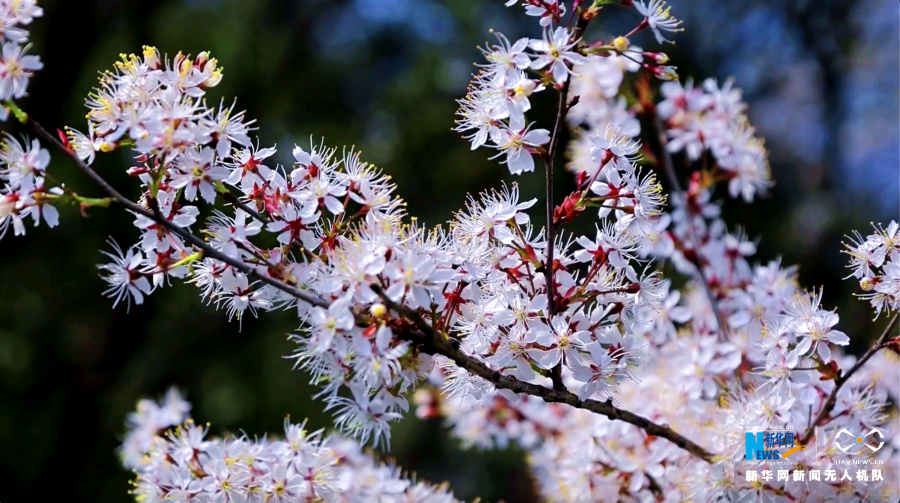 【城市遠洋】重慶渝北：櫻花盛開春意濃