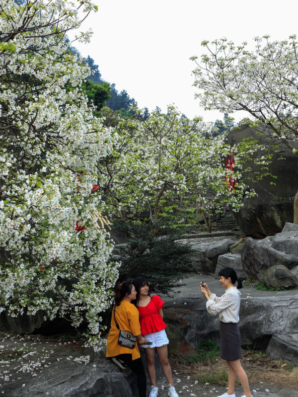 【原創】重慶榮昌：古佛山上桐子花開 踏青賞花正當時_fororder_圖片6(1)