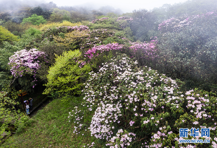 【城市遠洋帶圖】重慶南川：金佛山杜鵑花開 花團錦簇雲海相伴