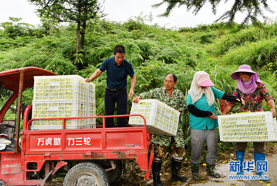 重慶酉陽：黃花遍地熟 采收正當時