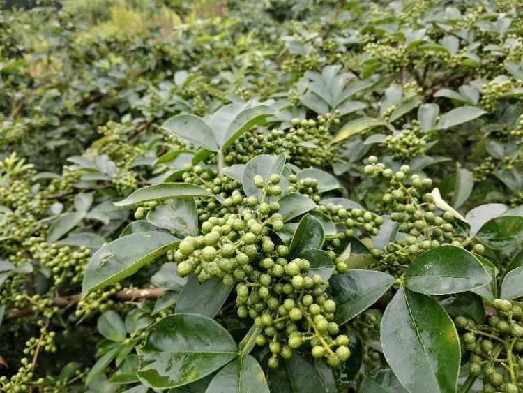 【A】你笑起來真好看|重慶石柱黎場鄉大力發展花椒産業 年産值3000余萬元