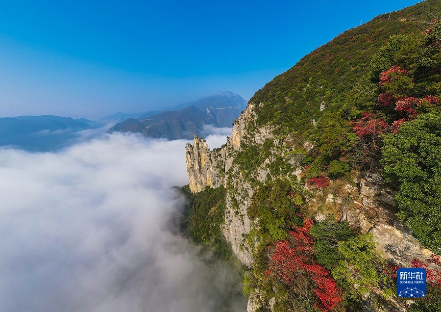 【城市遠洋帶圖】重慶巫山紅葉進入最佳觀賞期_fororder_1129200128_16707430391981n