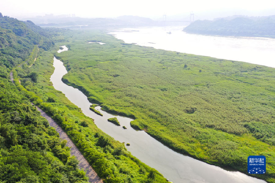 【城市遠洋】淹不垮、衝不走 重慶廣陽島有一批 “草堅強”
