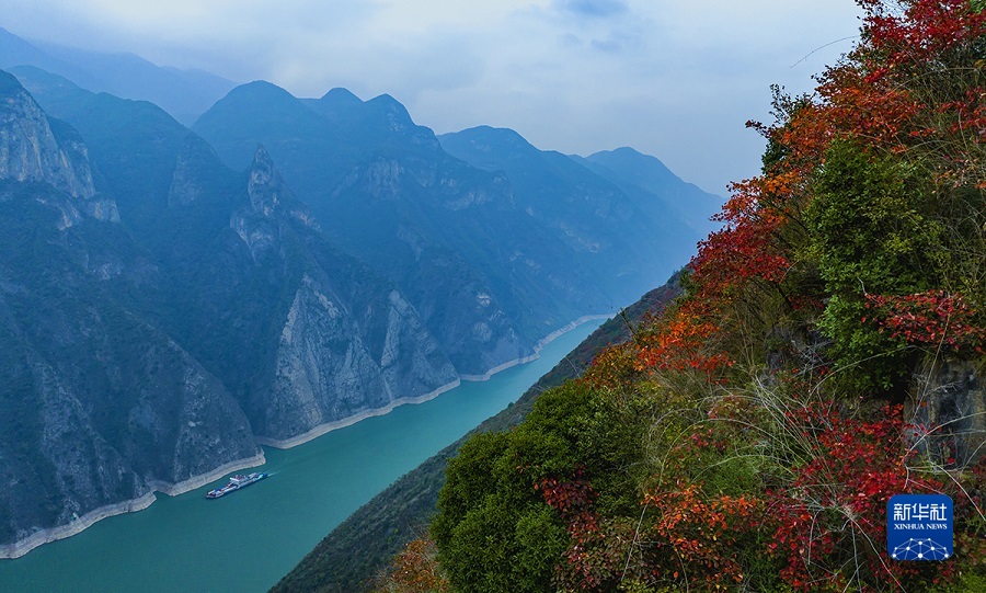 【城市遠洋帶圖】重慶巫山紅葉進入最佳觀賞期_fororder_1129200128_16707430392631n