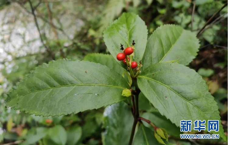 重慶多個國家級自然保護區發現新記錄種