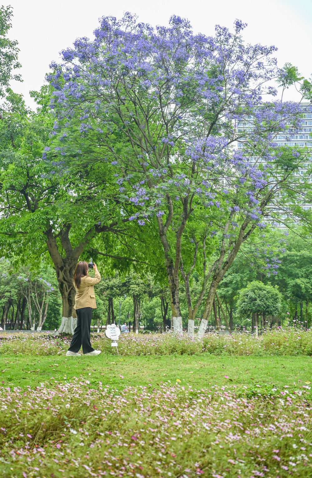 圖片新聞|藍花楹開 浪漫街頭