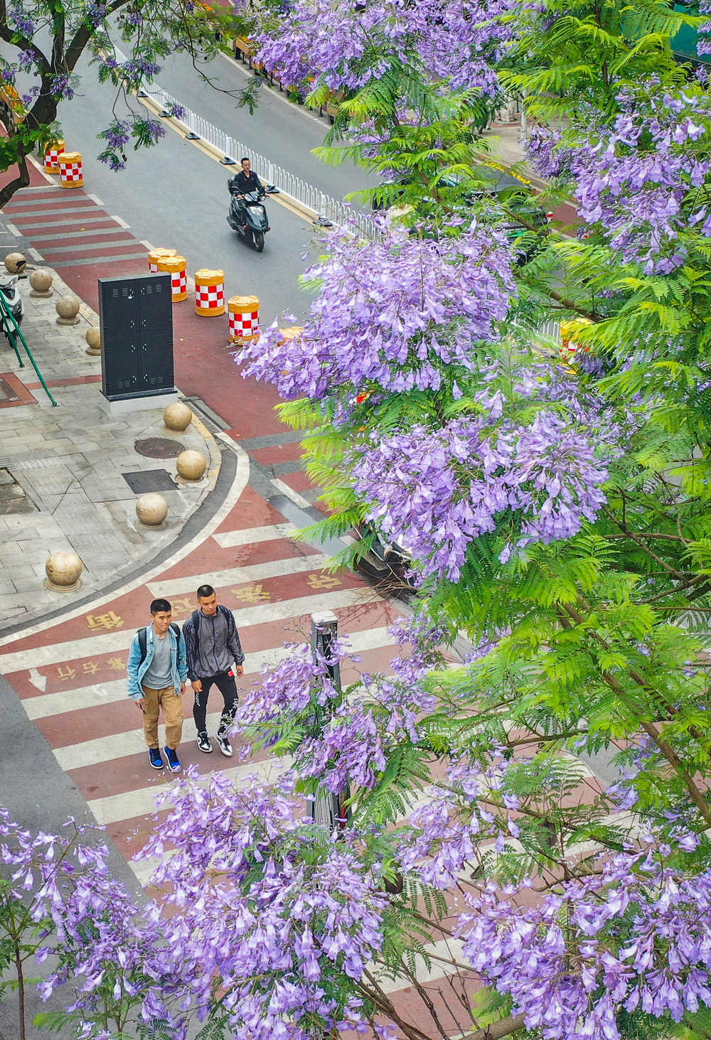 圖片新聞|藍花楹開 浪漫街頭