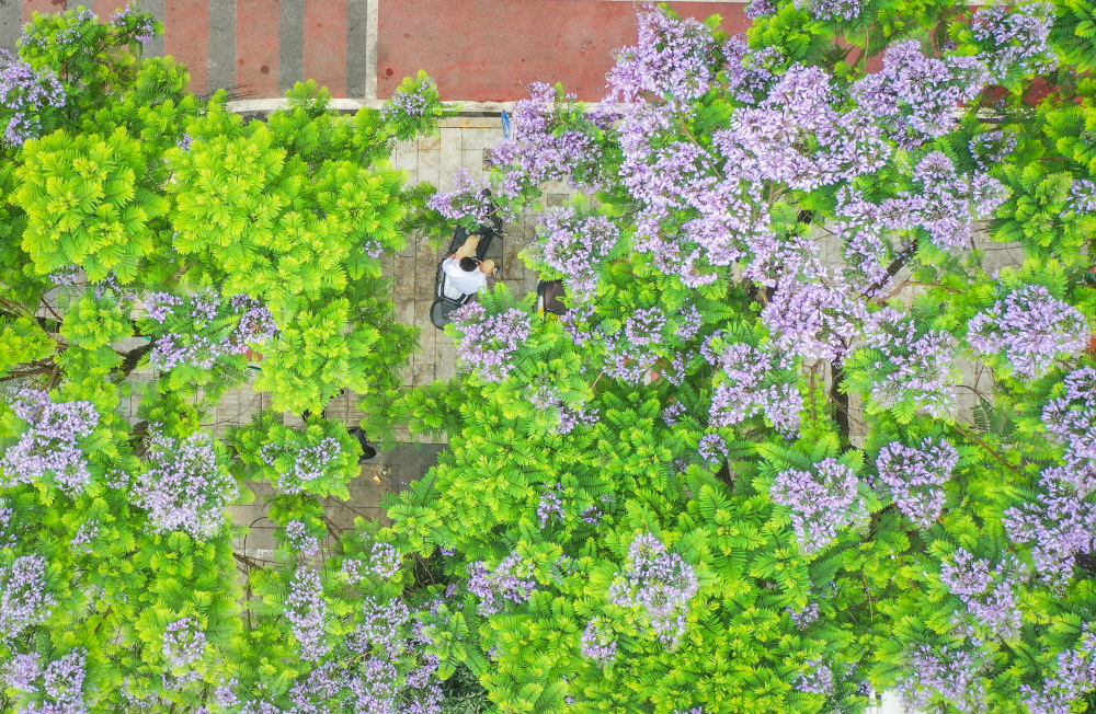 圖片新聞|藍花楹開 浪漫街頭