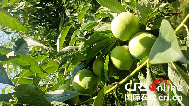 【原創】重慶巫山脆李將於6月28日開園上市_fororder_圖片7(1)