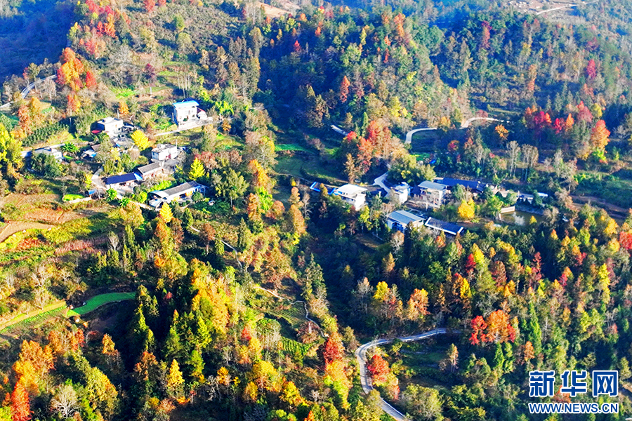 重慶酉陽楓葉漸紅 冬日鄉村美景上線
