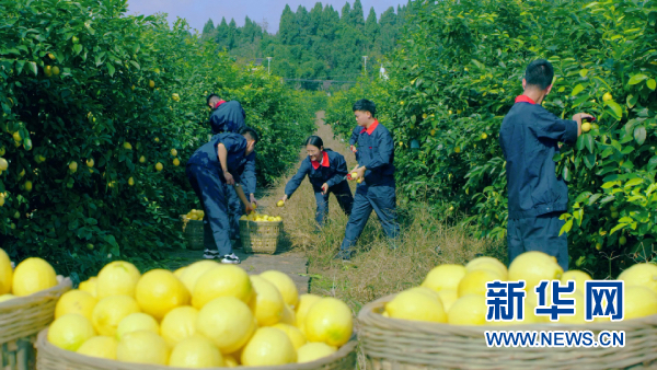 城市遠洋【區縣聯動】【潼南】重慶潼南國際檸檬節開幕 力爭形成百億級産業鏈