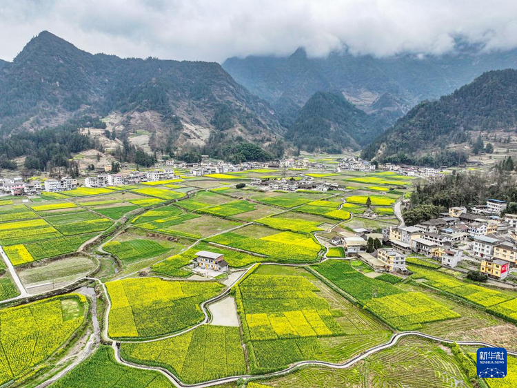 重慶彭水：苗鄉油菜花綻放