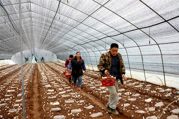 重慶彭水：羊肚菌迎豐收  村民喜悅映臉龐_fororder_圖片2