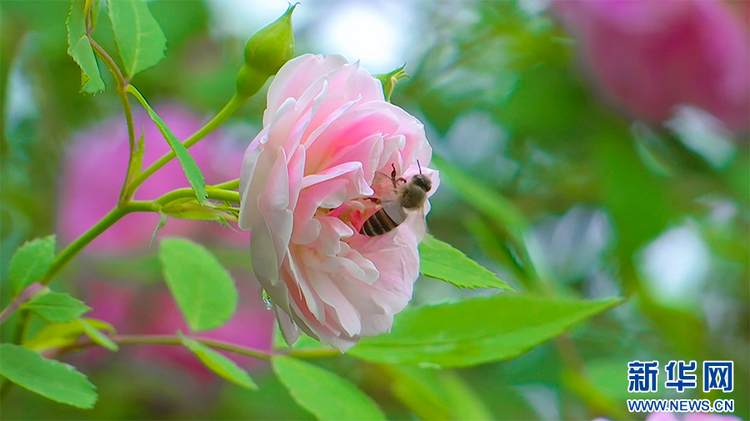 重慶涪陵：薔薇花墻春正濃