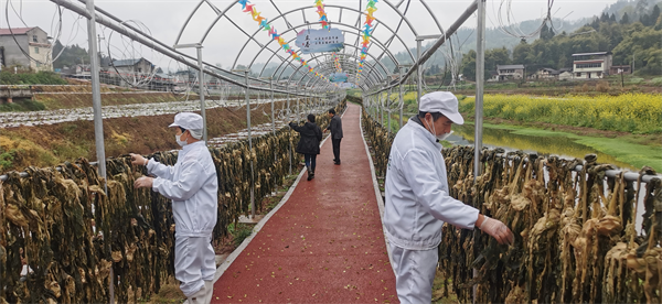 重慶銅梁：白羊鹹菜出國門 鄉村振興産業強_fororder_圖片1