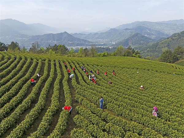 重慶彭水：明前採茶忙_fororder_圖片2