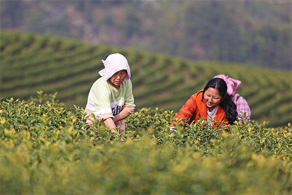 重慶彭水：明前採茶忙_fororder_圖片3