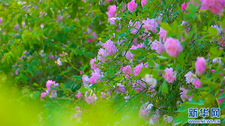 重慶涪陵：薔薇花墻春正濃