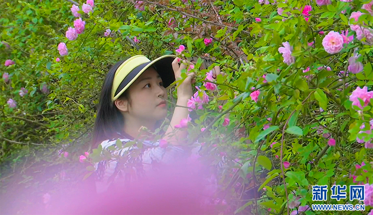 重慶涪陵：薔薇花墻春正濃