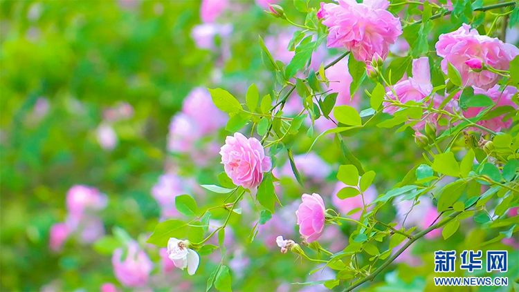 重慶涪陵：薔薇花墻春正濃