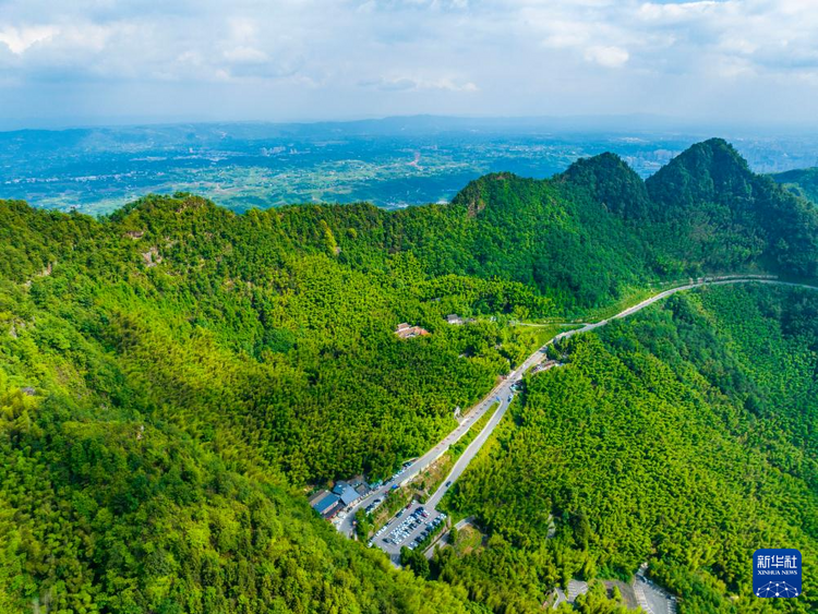 重慶：茶山竹海風光旖旎
