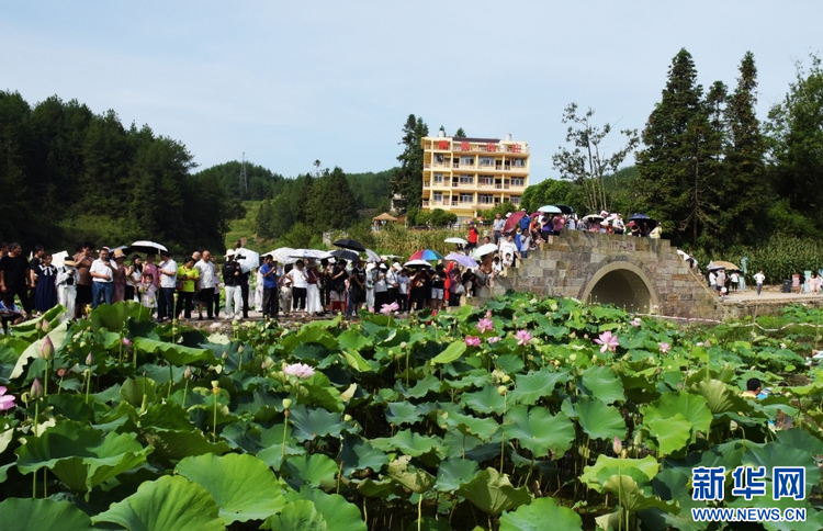 重慶石柱：賞荷花之美 品鄉村風情