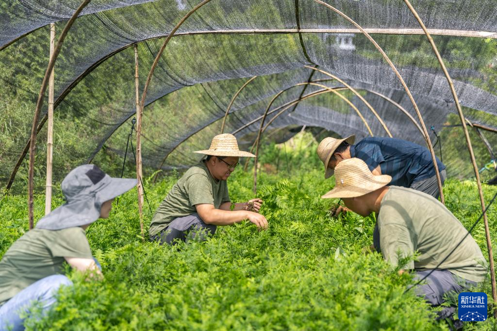 重慶：保護瀕危植物 築牢生態屏障