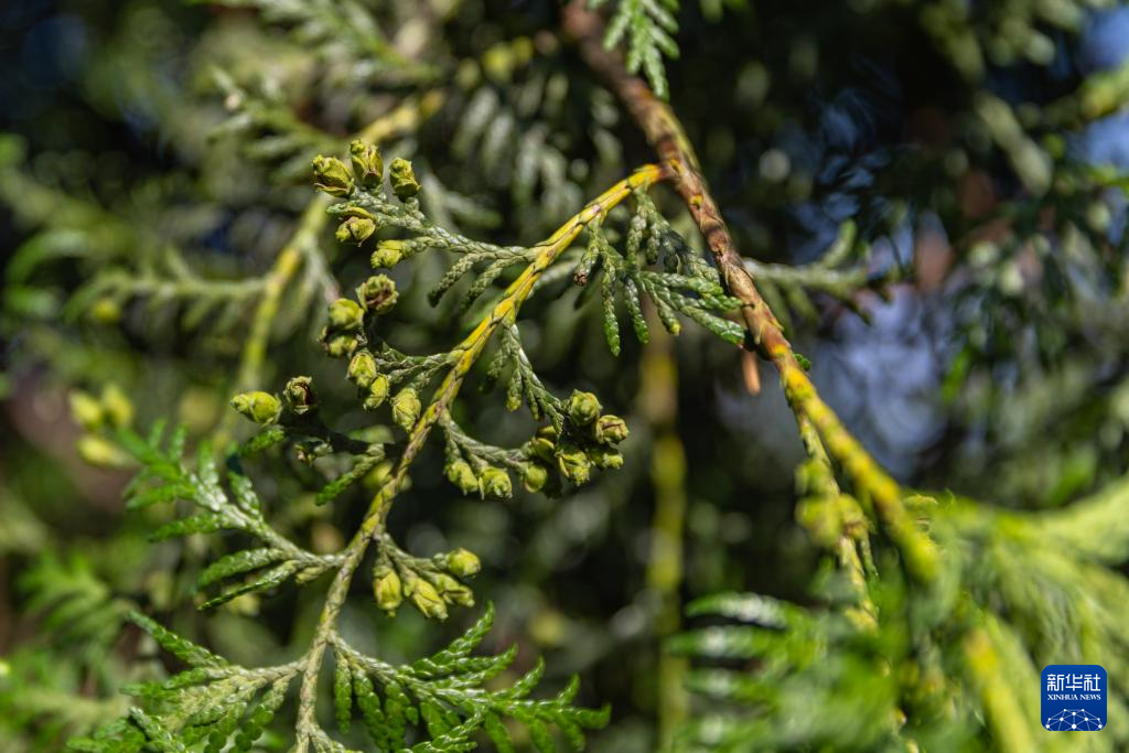 重慶：保護瀕危植物 築牢生態屏障