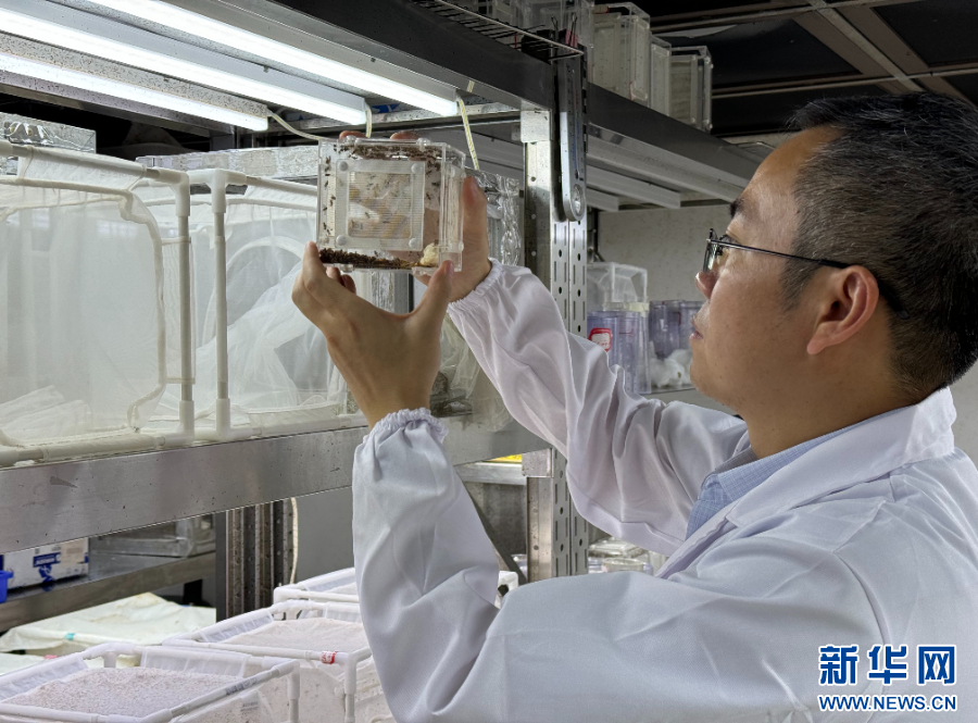 勞動者之歌 | 蔣紅波：從田野到實驗室 用科技守護國門生物安全