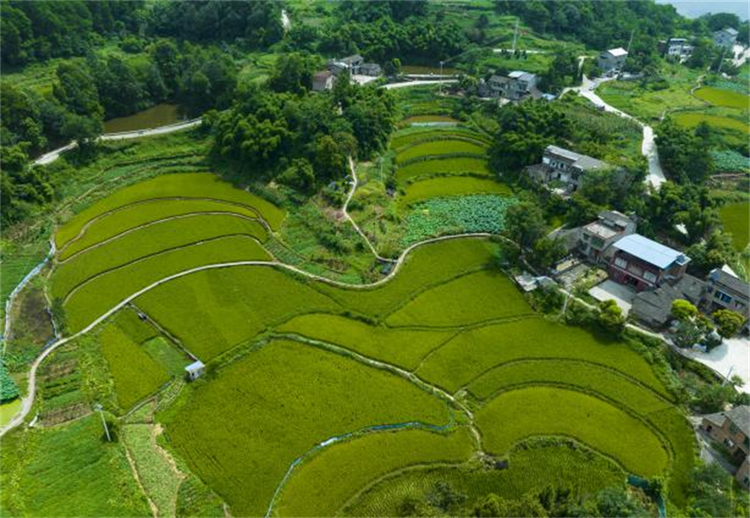 重慶巴南：村民自治 共建宜居巴適小院_fororder_圖片1