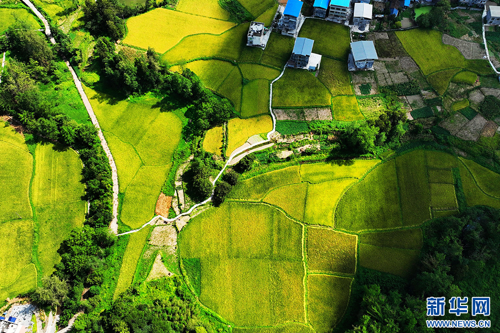 重慶：風吹稻浪谷飄香 目之所及皆是景