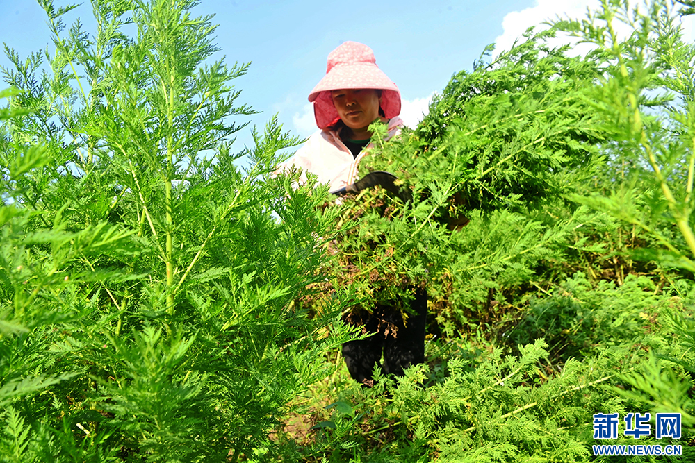 秋風起 采收忙 巴渝大地迎“豐”景