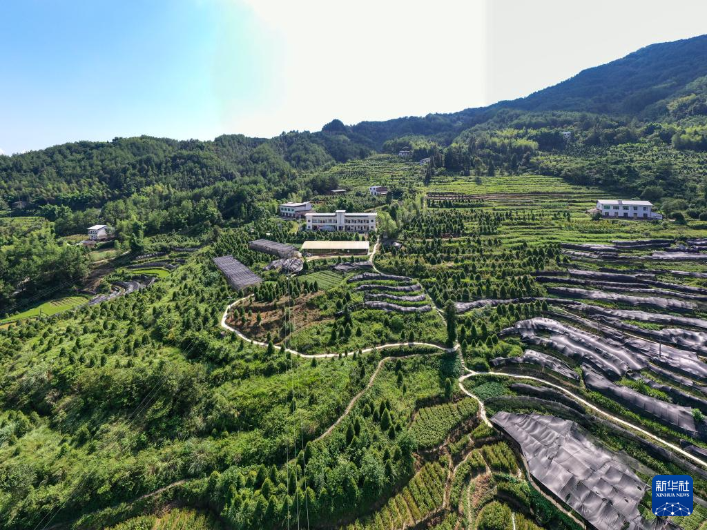 重慶：保護瀕危植物 築牢生態屏障