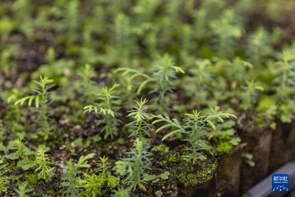 重慶：保護瀕危植物 築牢生態屏障