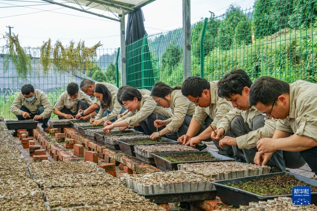 重慶：保護瀕危植物 築牢生態屏障