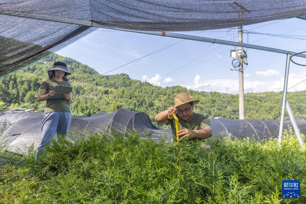 重慶：保護瀕危植物 築牢生態屏障