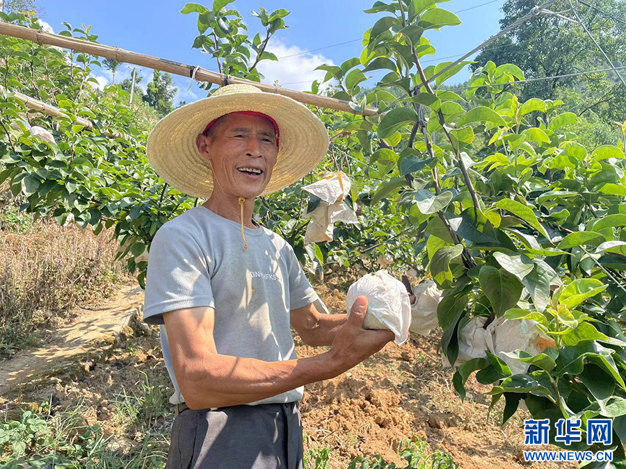 重慶巫山：小小秋月梨長成鄉村振興“金果果”