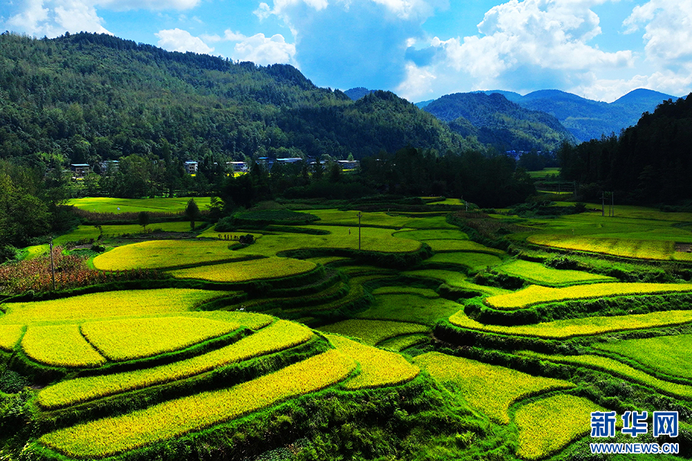重慶：風吹稻浪谷飄香 目之所及皆是景