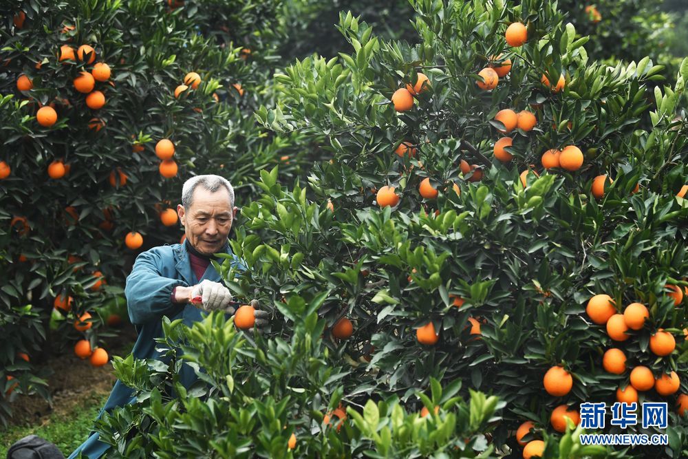 重慶：生態産業助推三峽庫區高品質發展