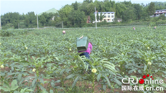 【區縣聯動】【大足】重慶大足回龍鎮：探索産業發展新途徑【內容頁標題】重慶大足區回龍鎮：企業主探索産業發展新途徑 帶領村民共同致富
