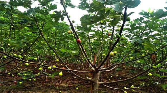 不簽【區縣聯動】【銅梁】重慶銅梁虎峰鎮：無花果成熟市場添美味