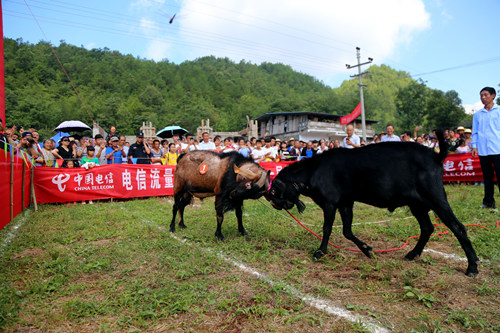 不簽【區縣聯動】【雲陽】重慶雲陽縣農壩鎮第一屆避暑納涼節舉行