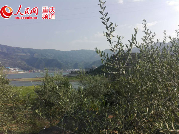 【能源環保 圖文摘要】【區縣聯動】【奉節】重慶奉節：兩岸青山“護”東流