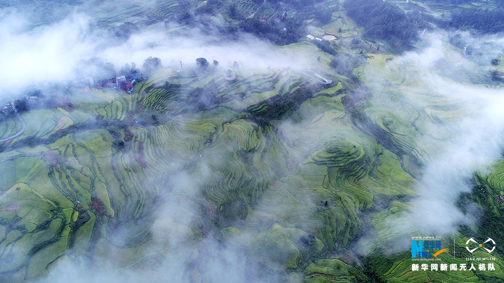 【渝情渝景】航拍重慶花田鄉